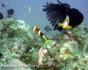 bohol-diving